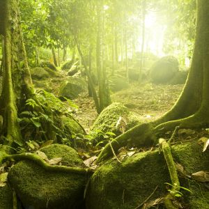 iStock_000007812020Large.jpg