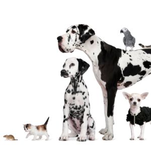 iStock_000013143413Small.jpg
